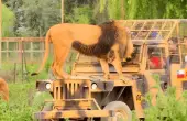 tour-parque-safari